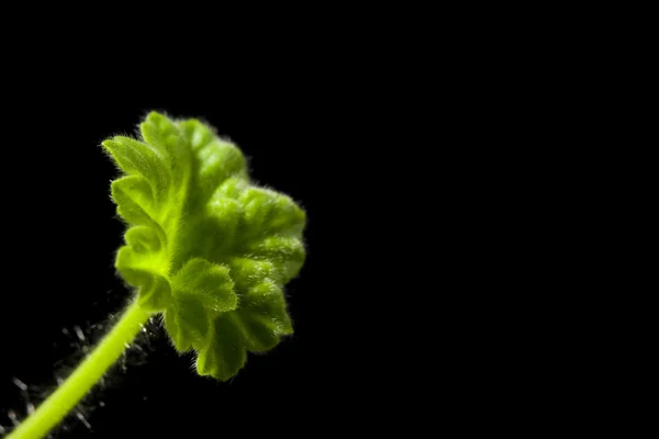 Geranium blad — Stockfoto
