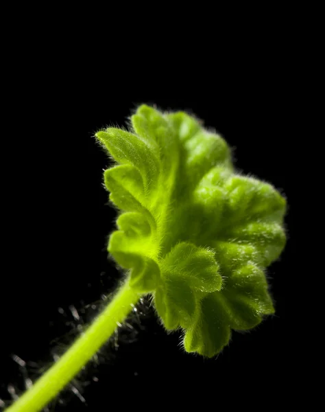 Liść geranium — Zdjęcie stockowe