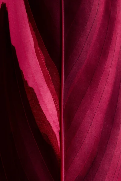 붉은 잎 — 스톡 사진