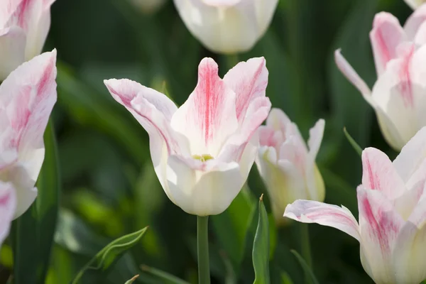 白色和粉红色的郁金香 — 图库照片