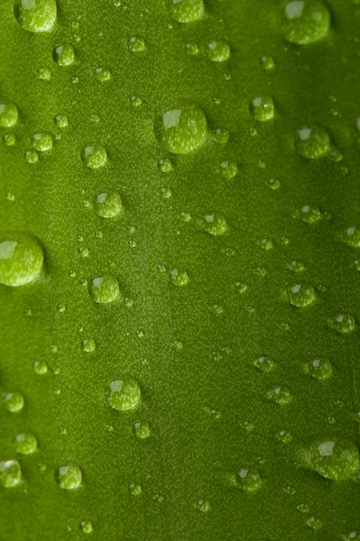 Leaf with dew — Stock Photo, Image