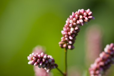 Flower'ın yakın çekim