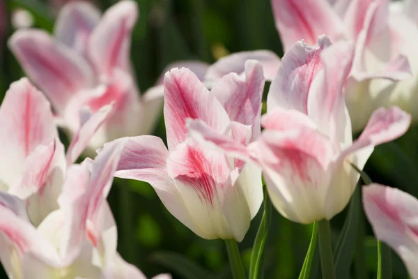 Rózsaszín és fehér tulipánok — Stock Fotó