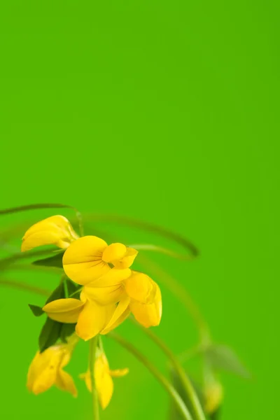 Hassasiyet sarı çiçek — Stok fotoğraf