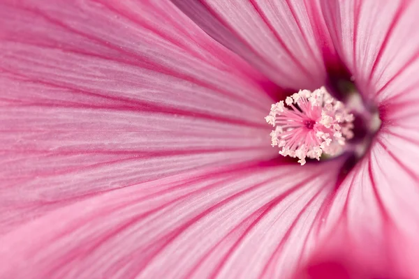 Něžnost růžový květ — Stock fotografie