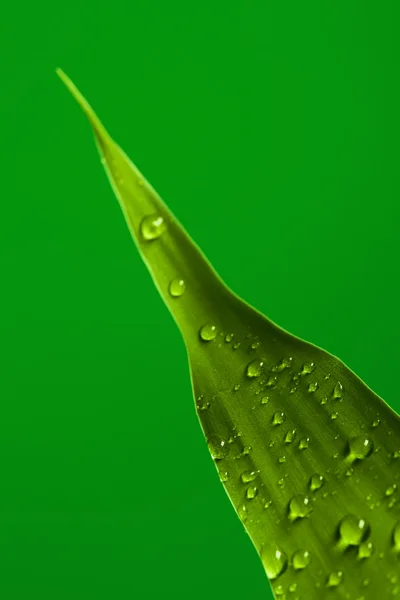 A part of leaf — Stock Photo, Image