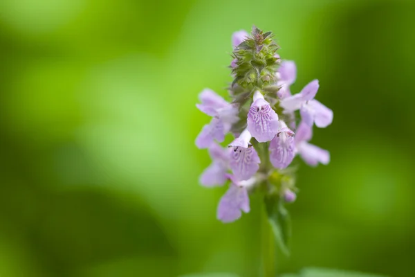 Field violet flower — Stock Photo, Image
