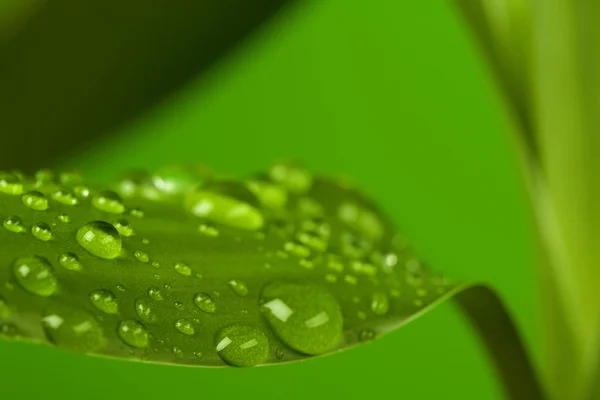 Gotas e folha de bambu — Fotografia de Stock
