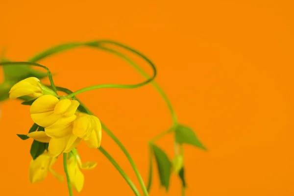 Flor de campo — Foto de Stock