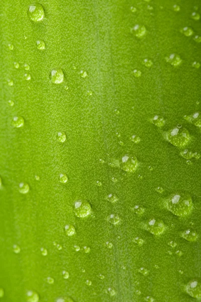 Bamboo's leaf — Stock Photo, Image