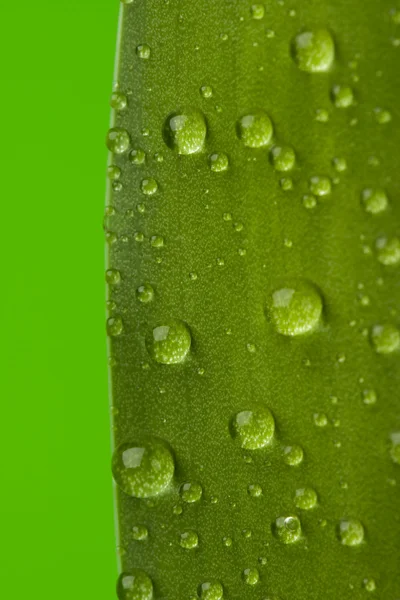 Zelený list a kapky — Stock fotografie