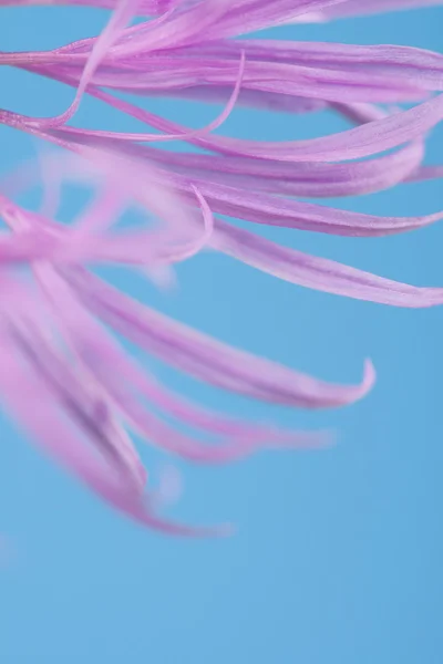 Flower petal — Stock Photo, Image