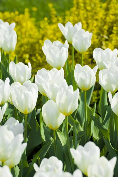 White tulips in the park — Stock Photo, Image