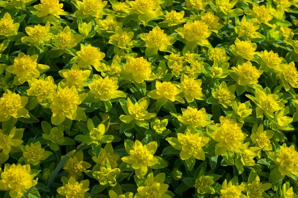 Sun's flowers — Stock Photo, Image