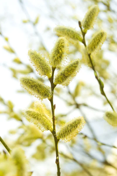 stock image Pussy willow