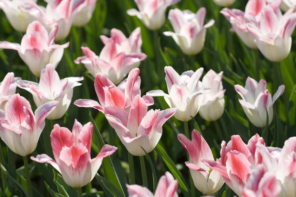 Fehér és rózsaszín tulipánok — Stock Fotó