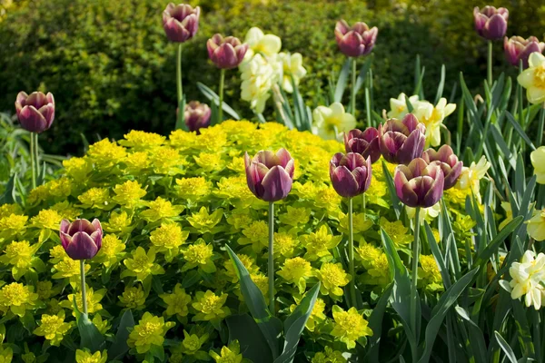 Tulips with plants — Stock Photo, Image