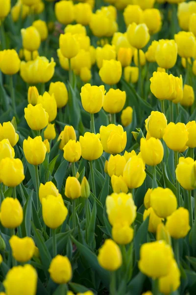 Tisztás a sárga tulipánok노란색 튤립의 숲 사이의 빈 터 — 스톡 사진
