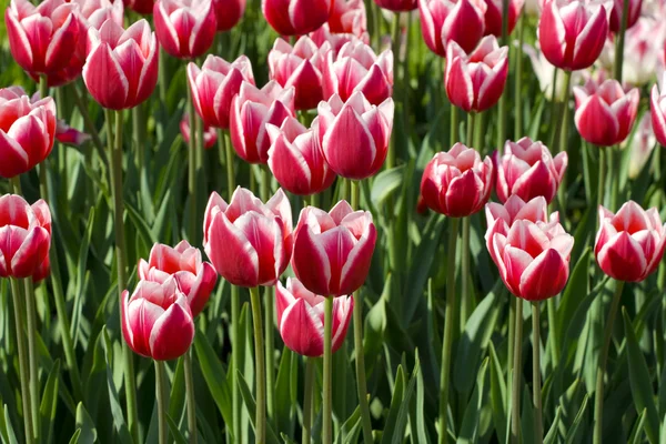A beleza de Tulipa — Fotografia de Stock