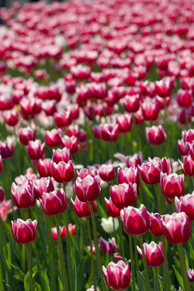 Glade de tulipanes rojos — Foto de Stock