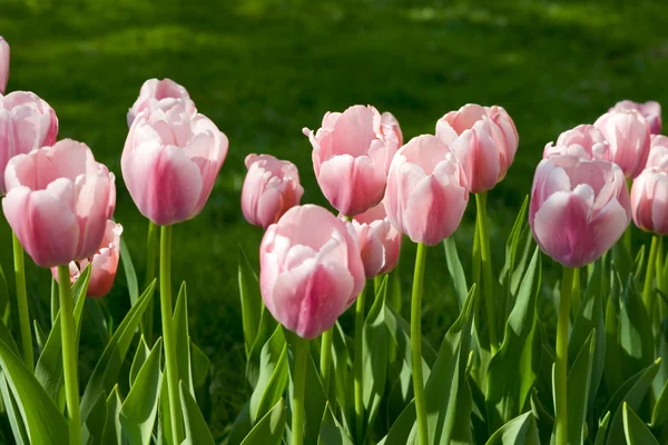Glade of pink tulips — Stock Photo, Image