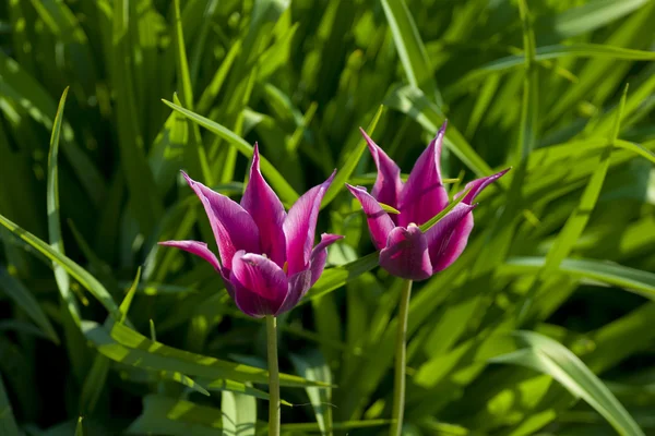 stock image Two violet tulips