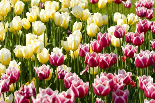 Fehér-rózsaszín és sárga tulipánok — Stock Fotó