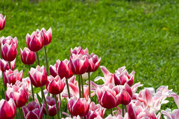 Weiß-rosa Tulpen — Stockfoto
