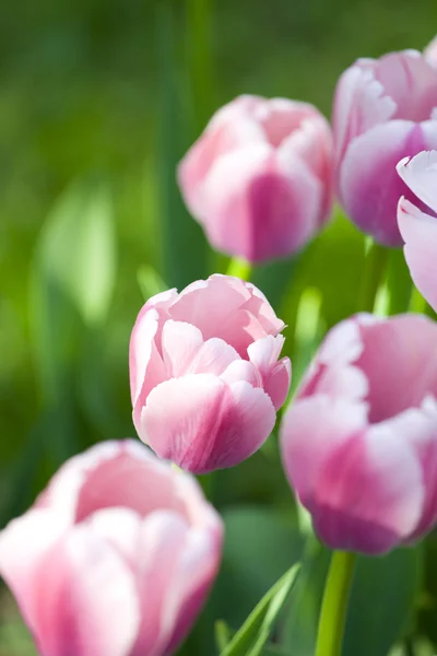 Fehér-rózsaszín tulipánok — Stock Fotó