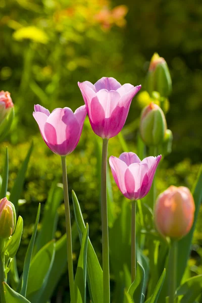 Tres tulipanes rosados — Foto de Stock