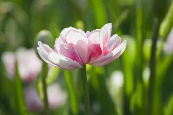 白色粉红色郁金香 — 图库照片