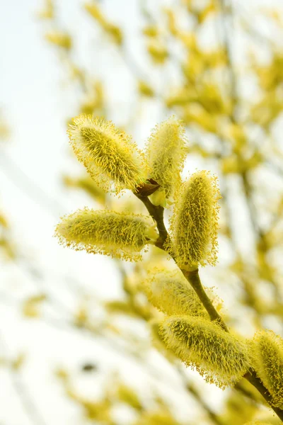 Кицька willow — стокове фото