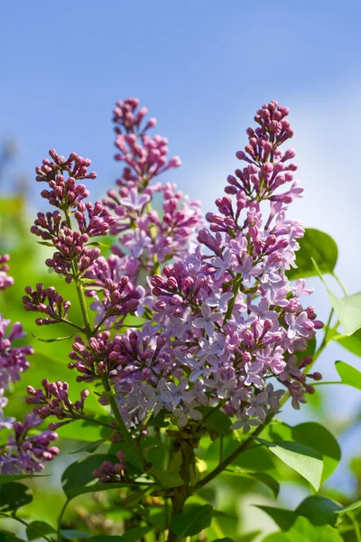 Purple lilac — Stock Photo, Image