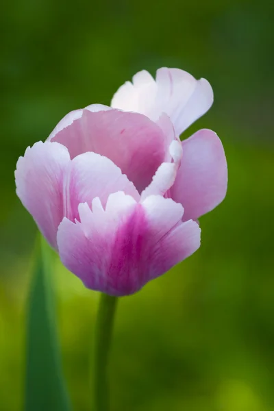 White-pink tulip in city park — Stock Photo, Image