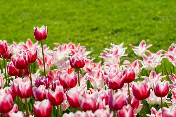 Biało różowe tulipany — Zdjęcie stockowe