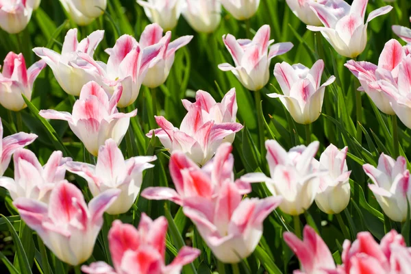 Tulipanes blanco-rosados — Foto de Stock