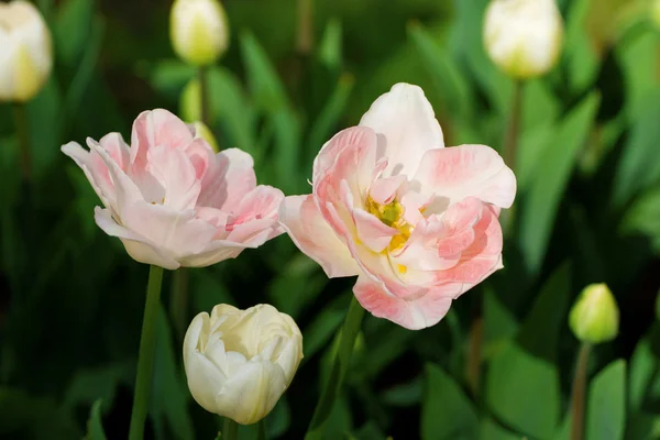 Vita och rosa tulpaner — Stockfoto