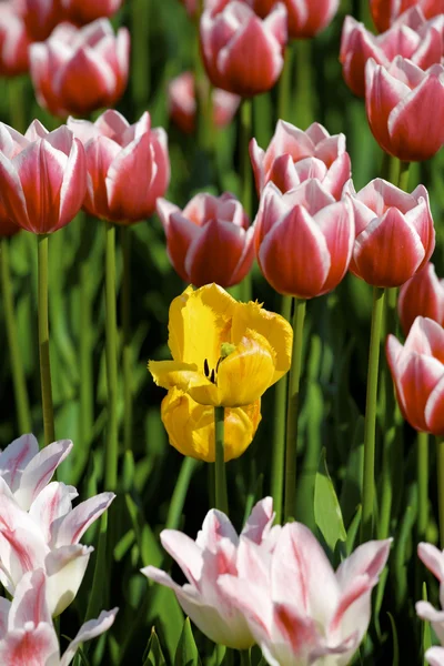 Tulipano multicolore — Foto Stock