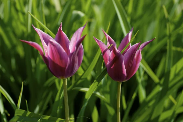 stock image Two pink tulip