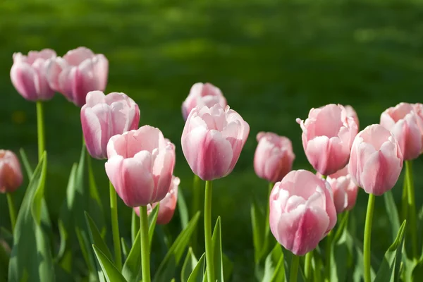 Tulipanes blanco-rosados — Foto de Stock