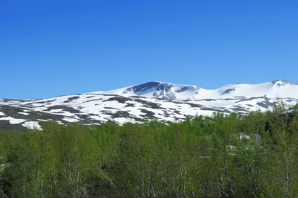 Sneeuw berg en groene bomen — Stockfoto