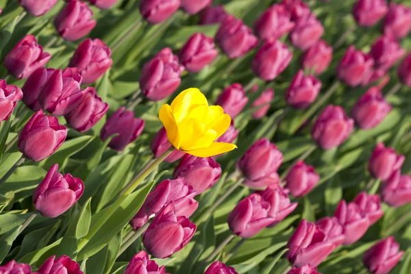Yellow tulip with purple ones — Stock Photo, Image