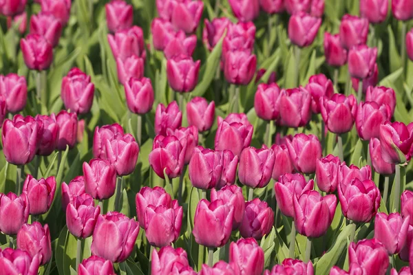 Różowe i białe tulipany — Zdjęcie stockowe