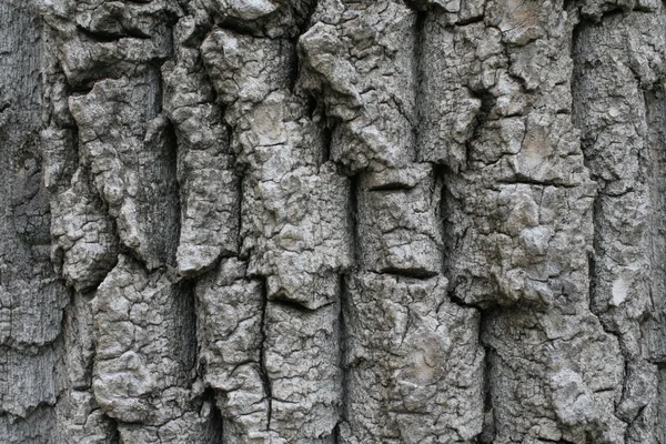 Bark fra trær – stockfoto