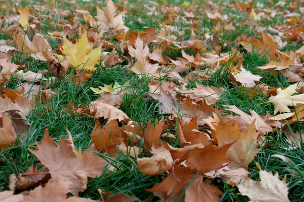 stock image Yellow leafs on ground