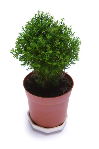 stock image Tree in pot