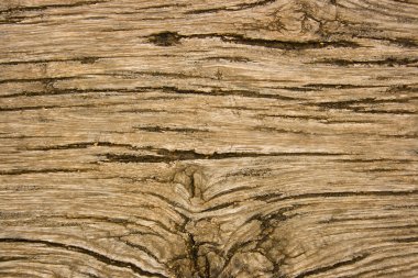 Old oak wood with deep relief cracks clipart