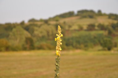 sarı çiçek