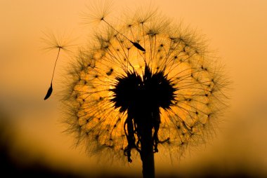 Dandelion in peaceful evening clipart