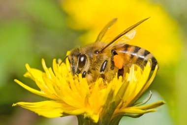 Working bee